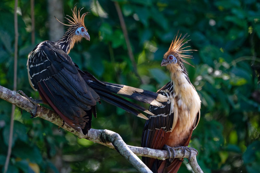 northern peru bird tours