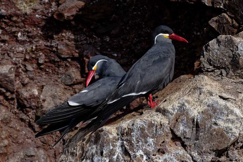 northern peru bird tours