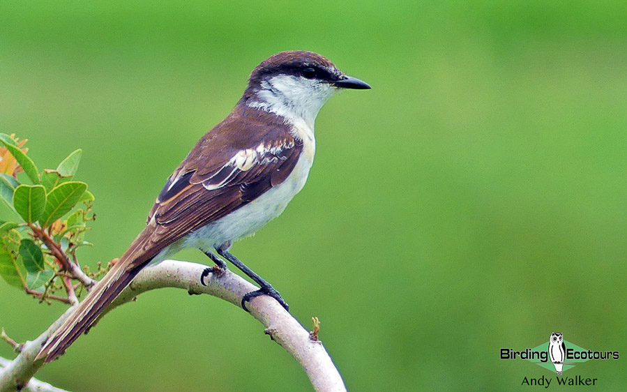 Vanuatu birding tours