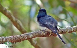 Vanuatu birding tours