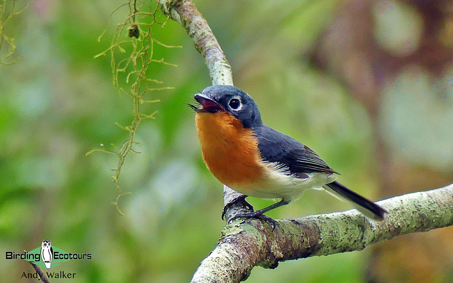 Vanuatu birding tours