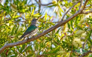 Vanuatu birding tours