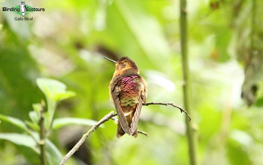 Northern Ecuador bird tour