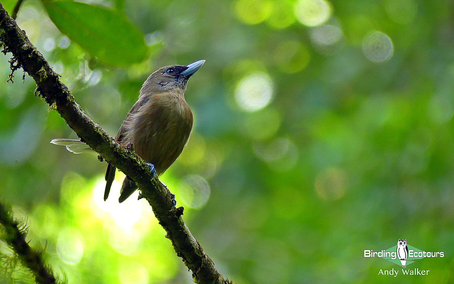 Vanuatu birding tours