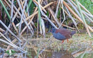 Vanuatu birding tours