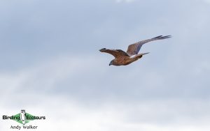 Vanuatu birding tours