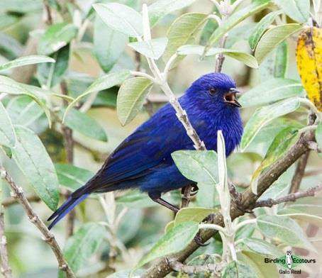 Southern Ecuador bird tour