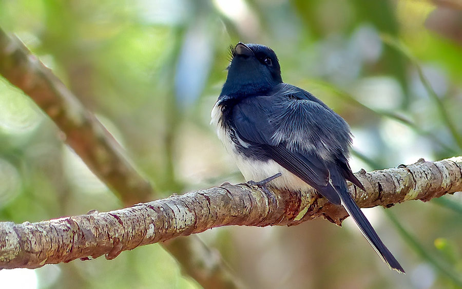 Vanuatu birding tours