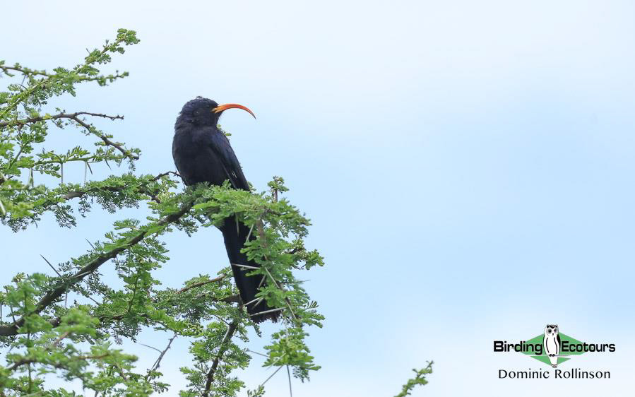 Tanzania birding tours