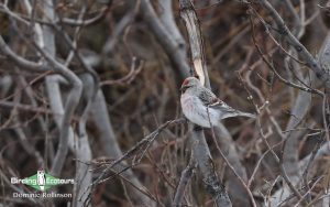 Norway birding tours