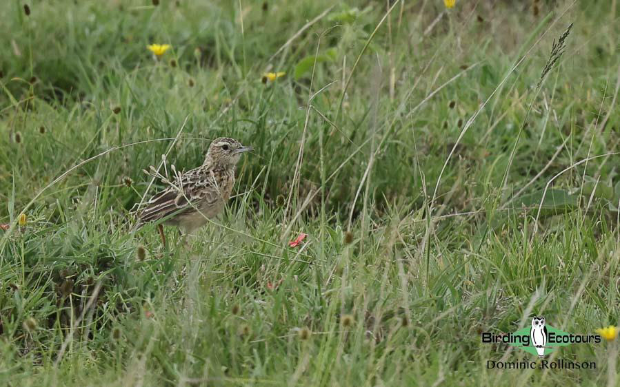 Tanzania birding tours