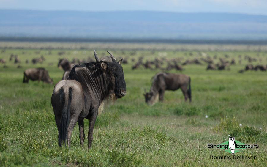 Tanzania birding tours