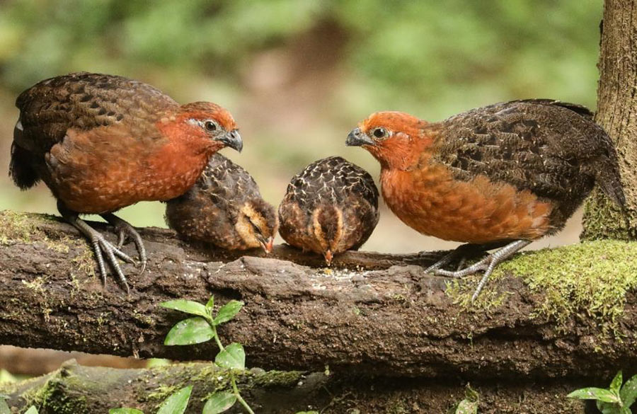 Colombia birding tours