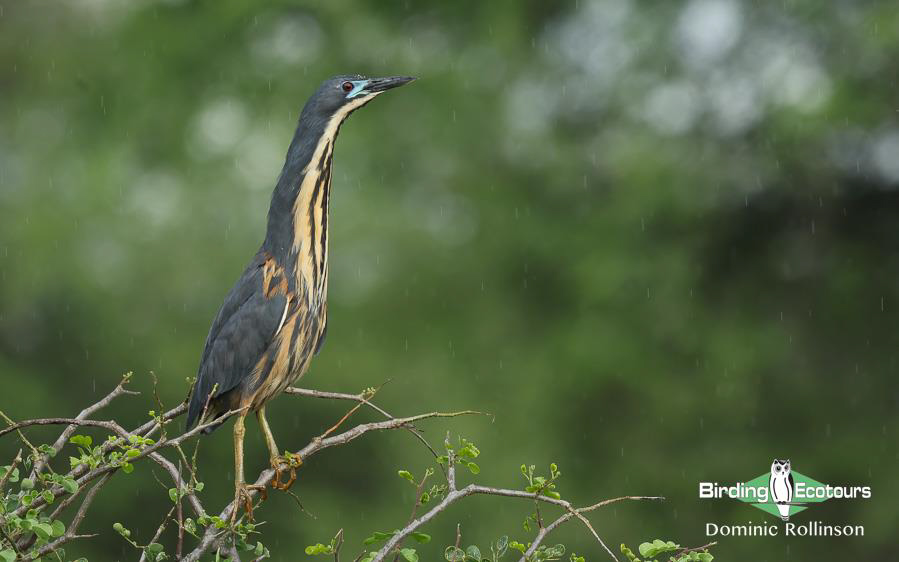 Tanzania birding tours