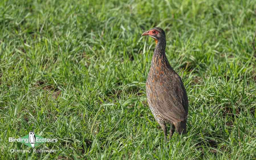 Tanzania birding tours