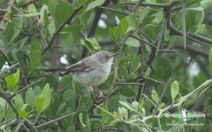 Tanzania birding tours