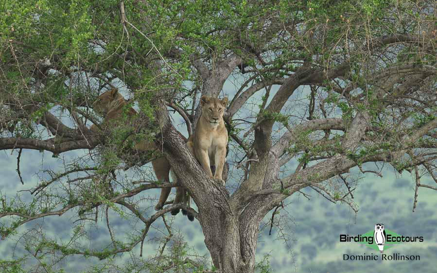 Tanzania birding tours