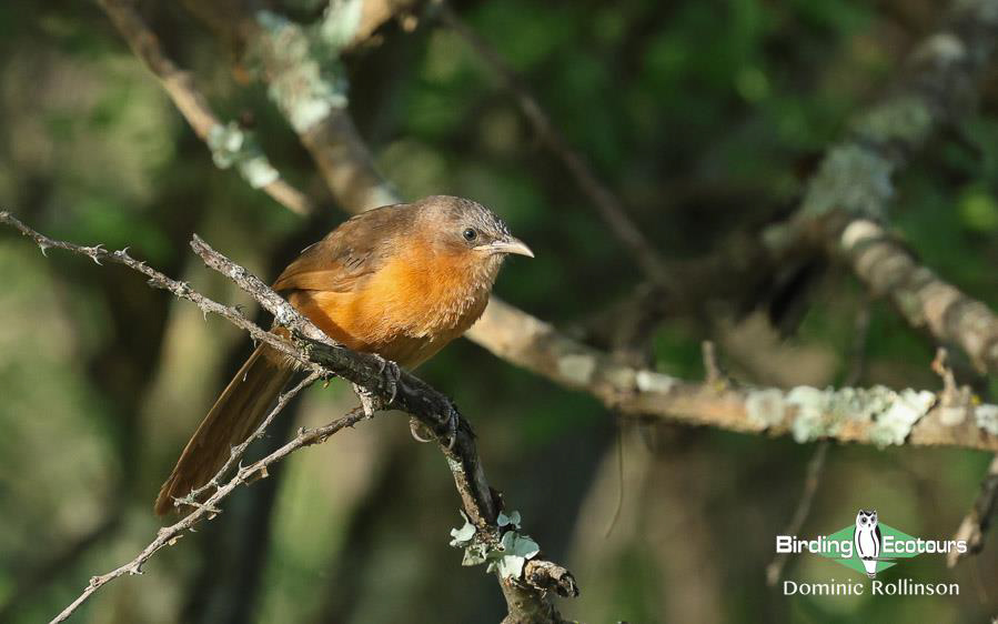 Tanzania birding tours