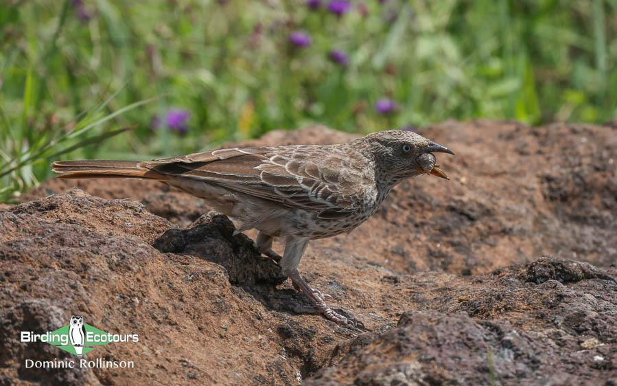 Tanzania birding tours