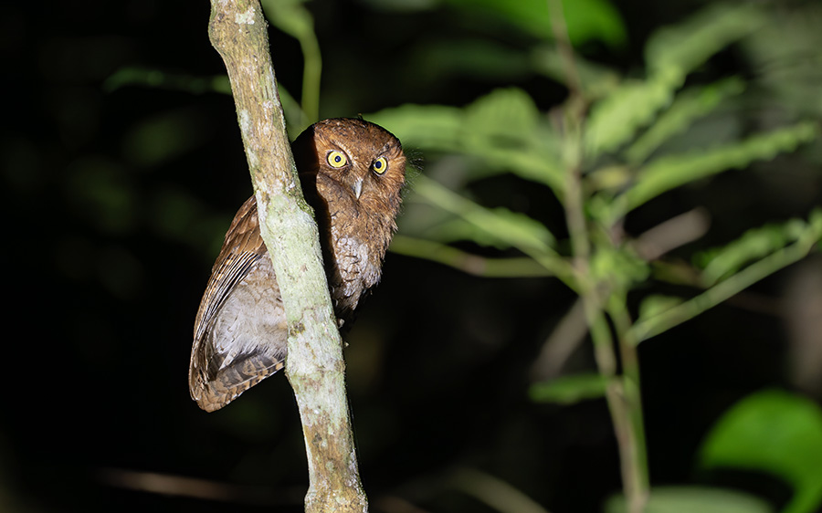 Santa Marta birding tour