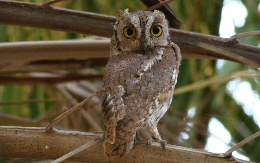 Socotra birding tours