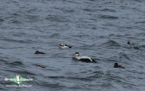 Norway birding tours