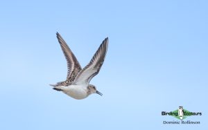 Norway birding tours