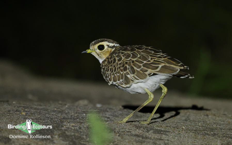 Tanzania birding tours