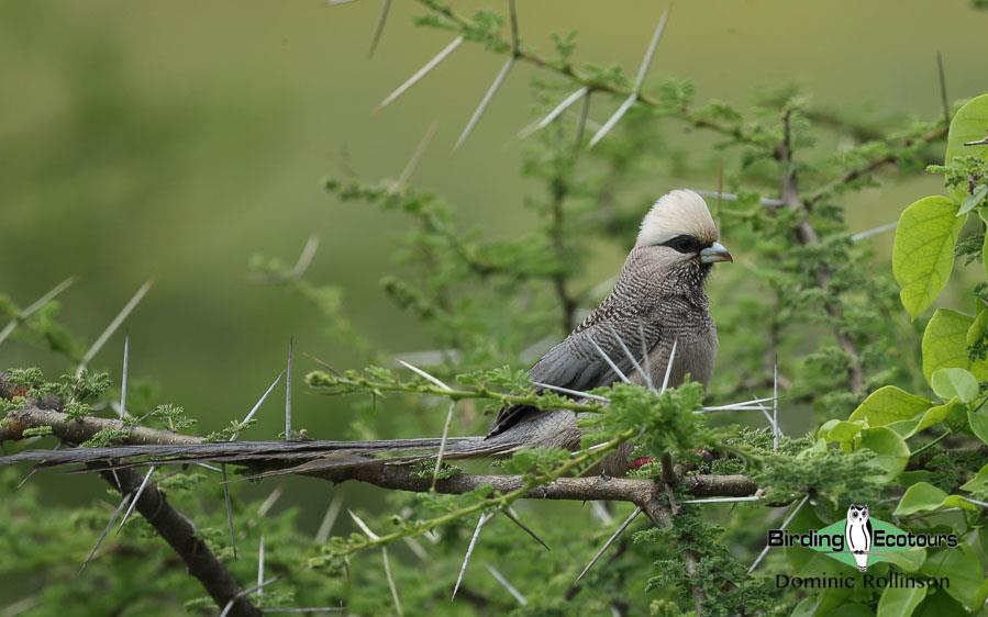 Tanzania birding tours