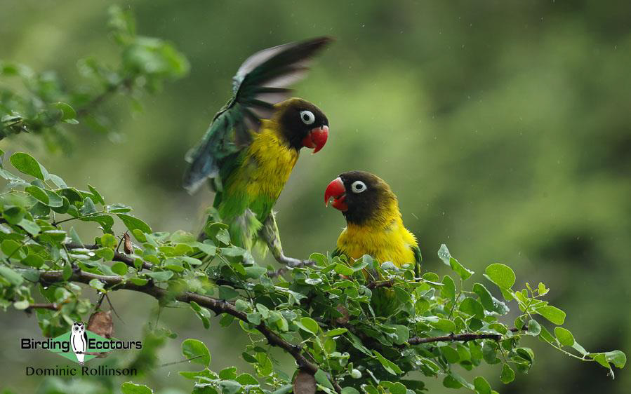 Tanzania birding tours