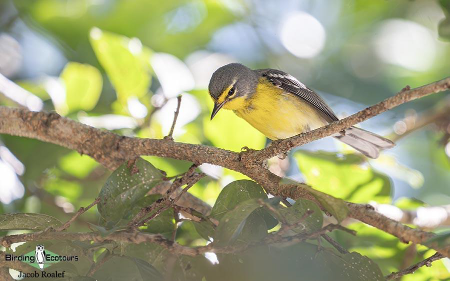 Puerto Rico birding tours