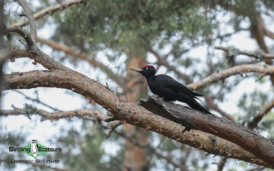 Bulgaria Spring birding tours