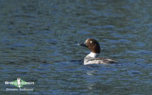 Finland birding tour