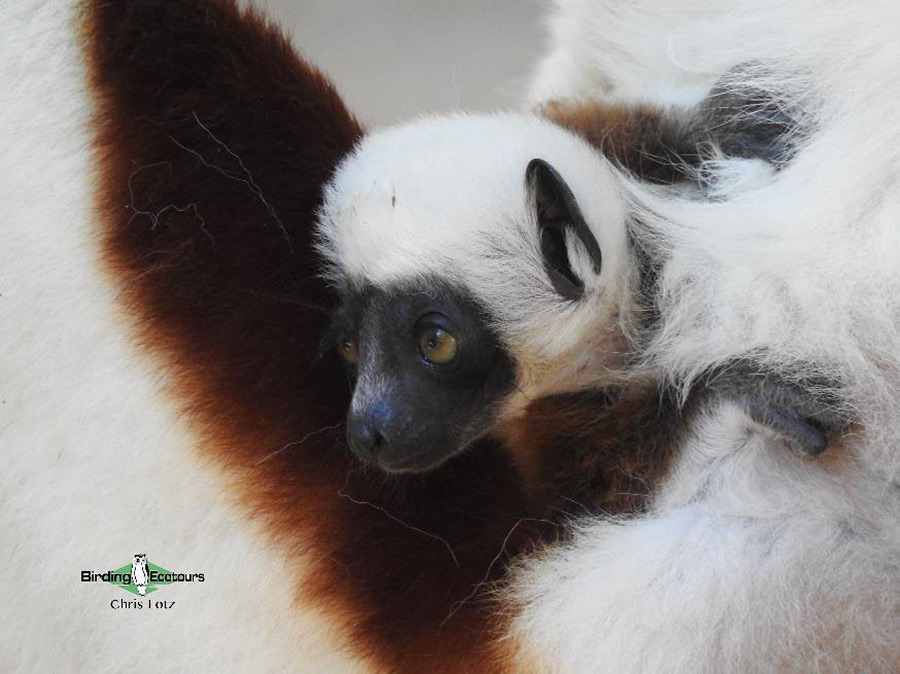 Madagascar birding tours