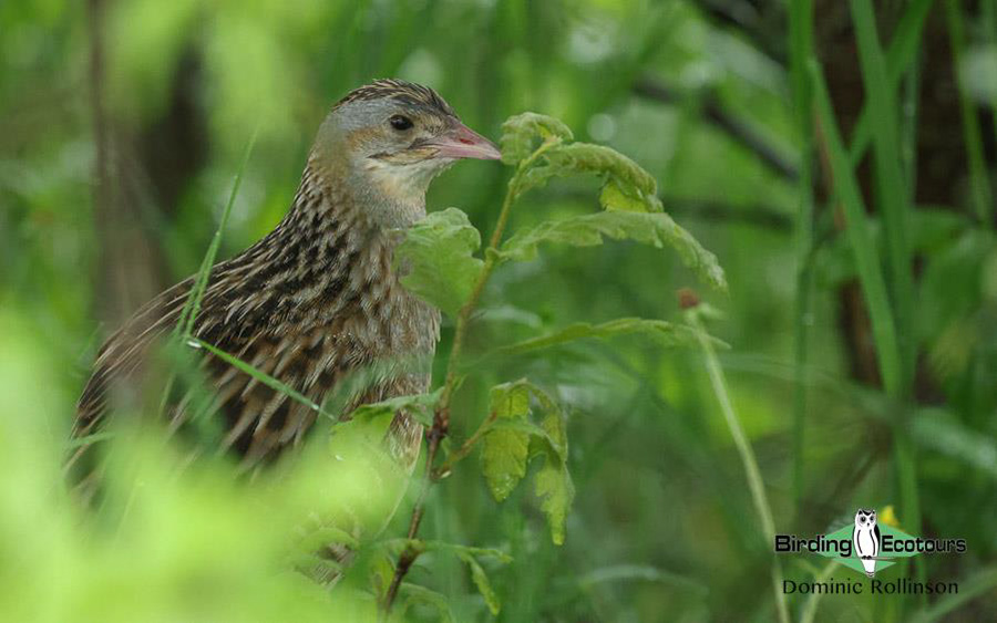 Bulgaria Spring birding tours