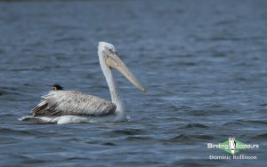 Bulgaria Spring birding tours