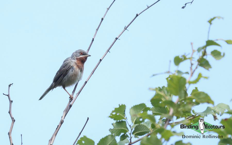 Bulgaria Spring birding tours