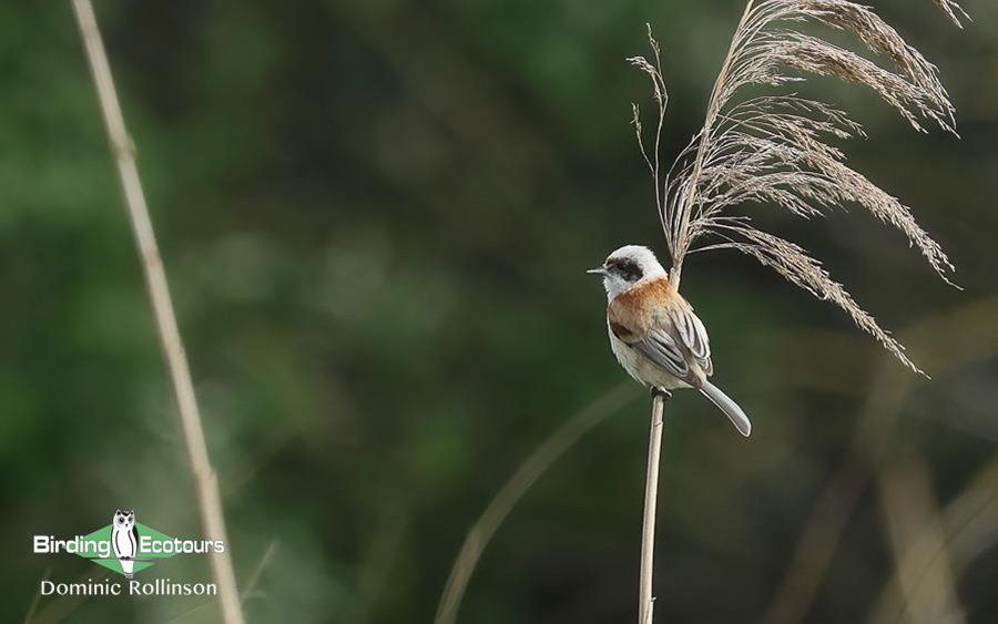 Bulgaria Spring birding tours