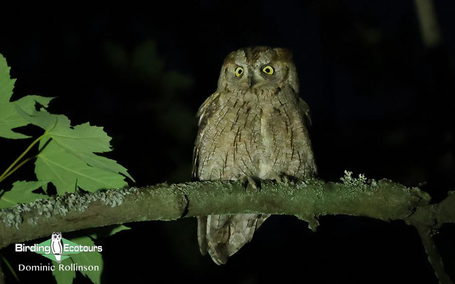 Bulgaria Spring birding tours