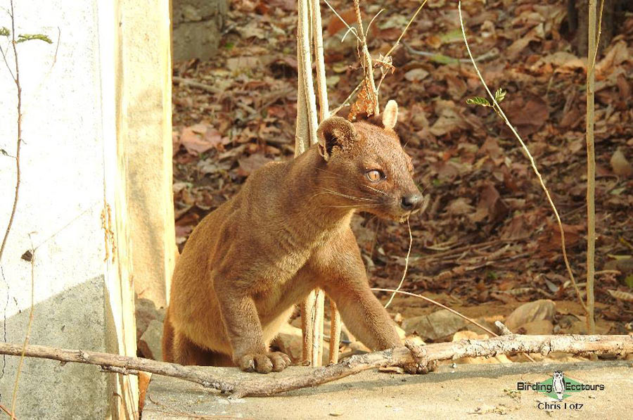 Madagascar birding tours