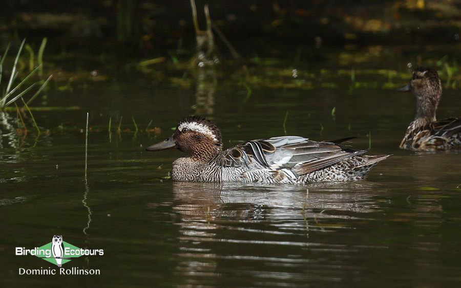 Bulgaria Spring birding tours