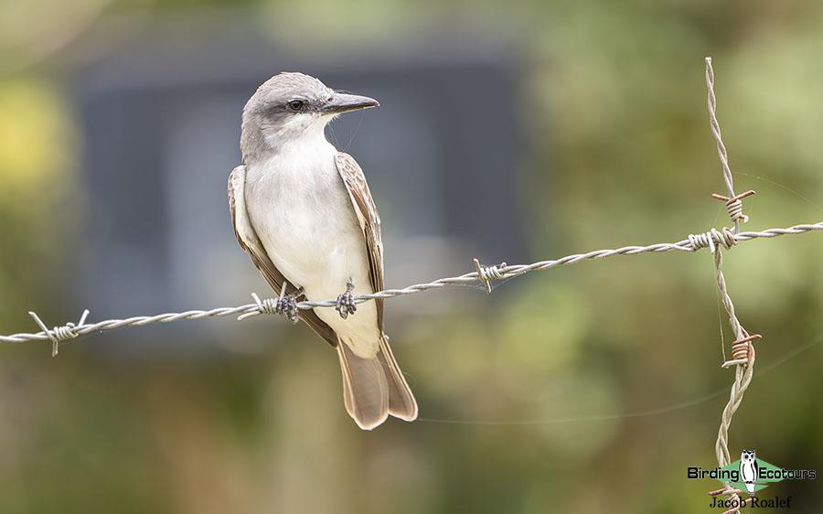 Florida birding tours