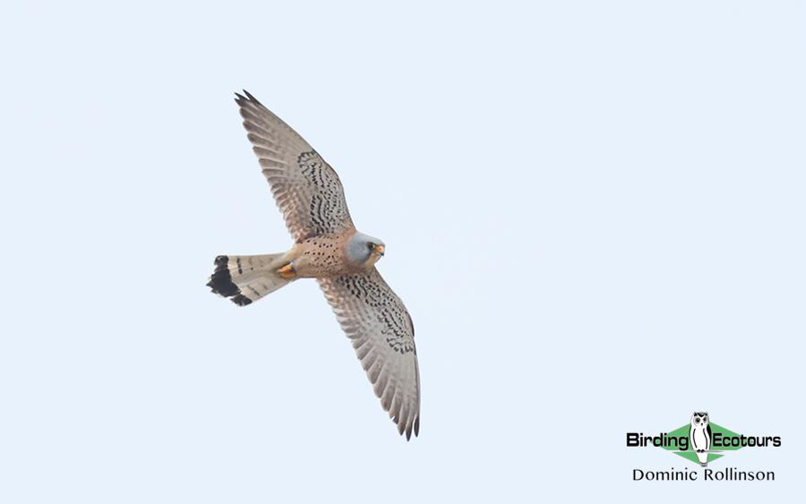 Bulgaria Spring birding tours