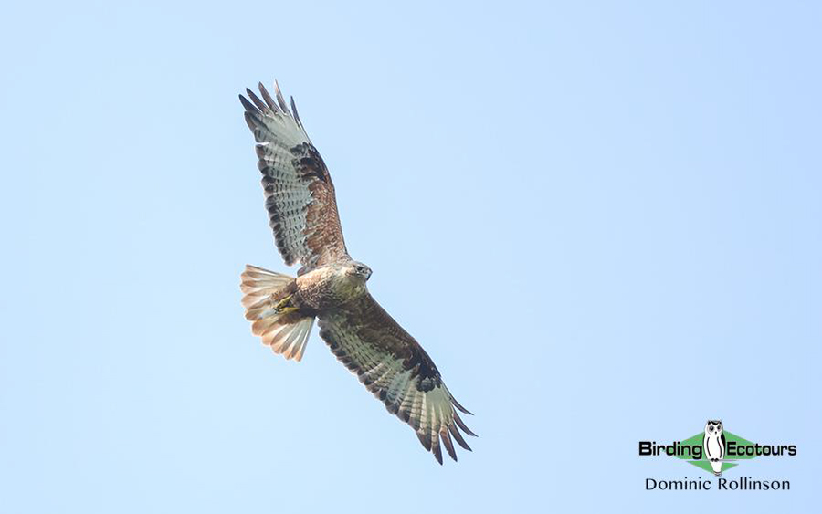 Bulgaria Spring birding tours