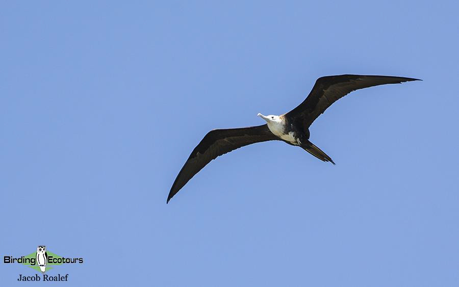 Florida birding tours