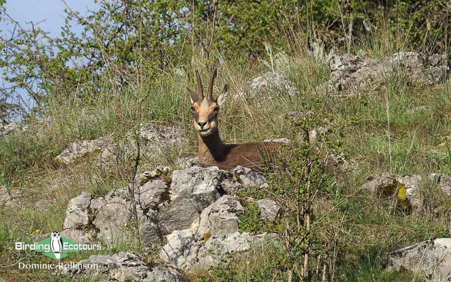 Bulgaria Spring birding tours