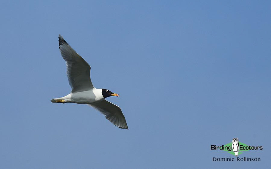 Bulgaria Spring birding tours