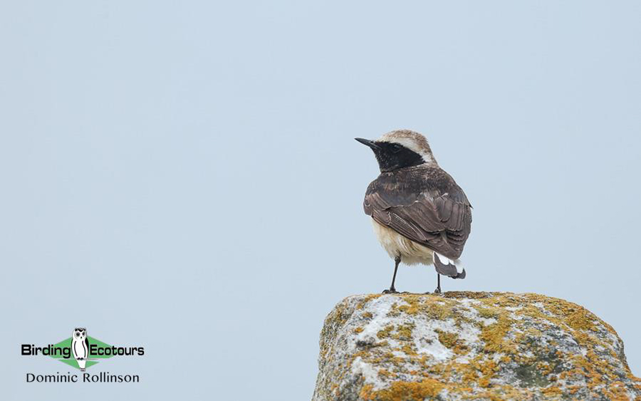 Bulgaria Spring birding tours