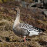 North Norfolk birding