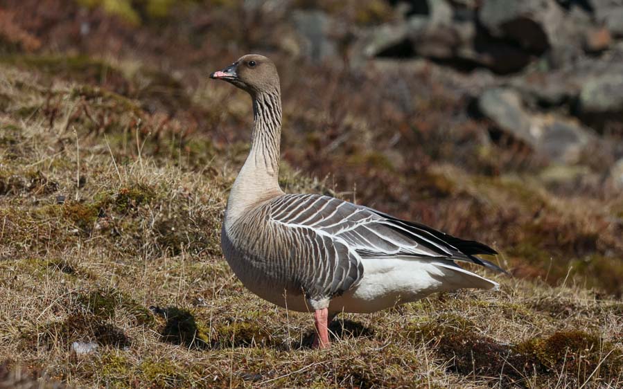 North Norfolk birding